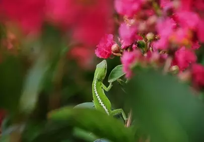 Vibrant Green Anole Amidst Blushing Crape Myrtles