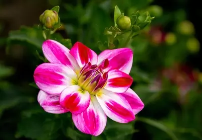 Vibrant Pink Dahlia Bloom: A Close-Up of Nature's Art