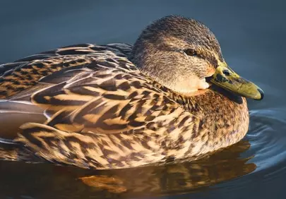 Serene Duck Gliding: A Close-up of Nature's Calm