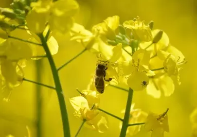 Vibrant Rapeseed Field: A Bee's Golden Nectar Harvest