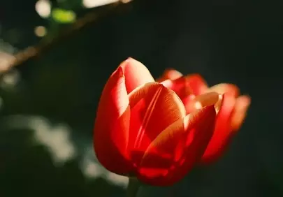 Vibrant Red Tulip Bathed in Golden Sunlight