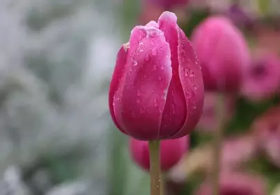 Vibrant Pink Tulip: Raindrops Kissing Delicate Petals