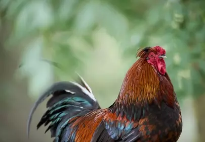 Vibrant Farm King: Majestic Rooster in Nature