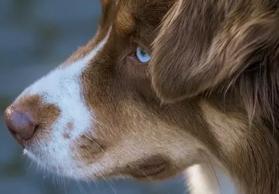 Enchanting Gaze: Blue-Eyed Dog's Profile Portrait