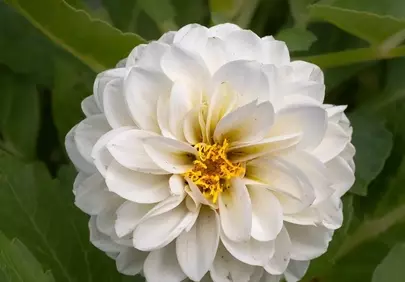Stunning White Dahlia: Nature's Delicate Masterpiece
