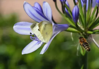 Vibrant Pollination: Butterfly & Bee on Jewelry Lilies