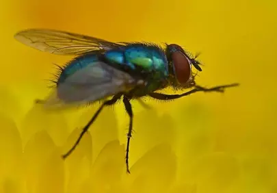 Vibrant Macro: Emerald Fly on Golden Petals