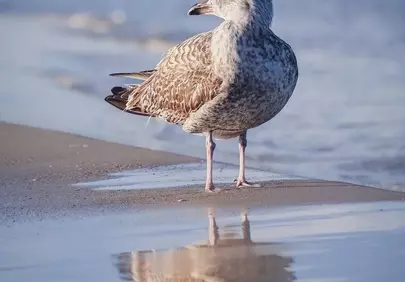 Serene Seagull Reflecting on Autumn Beach Waves