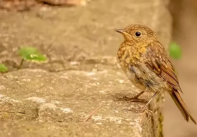 Charming Robin Chick: Nature's Delicate Beauty in HD