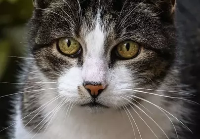 Intense Gaze: A Striking Male Cat's Piercing Green Eyes