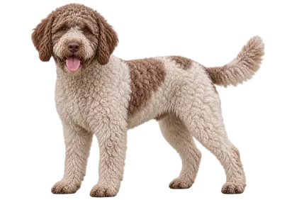 Charming Barbet Puppy with a Wide, Friendly Smile