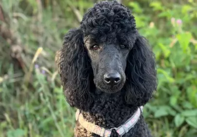 Majestic Black Poodle Portrait: Curly Charm in Nature