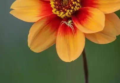Vibrant Rudbeckia: A Tiny Predator's Floral Perch