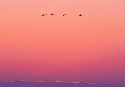 Breathtaking Pastel Sunset with Silhouetted Birds over the Sea