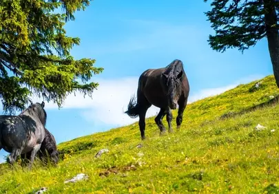 Majestic Horses Roaming Freely in Serene Mountain Pastures