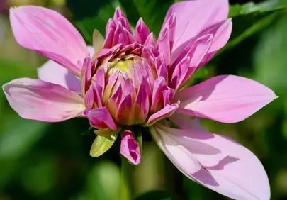 Vibrant Pink Dahlia: A Garden's Summer Delight