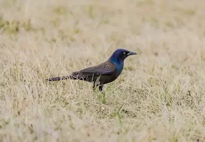 Vibrant Grackle: A Striking Black Bird in its Natural Habitat