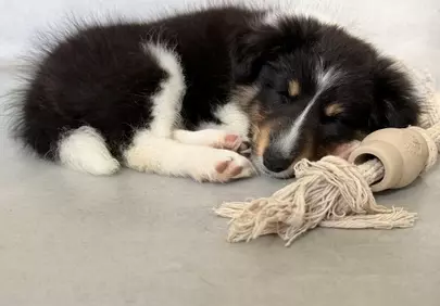 Adorable Shetland Sheepdog Puppy Napping Peacefully
