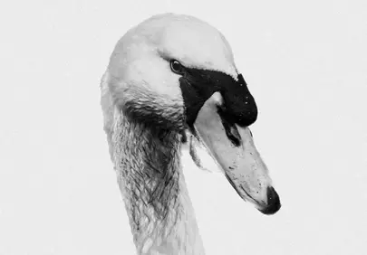 Elegant Monochrome: Majestic Swan Portrait on White