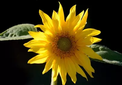 Vibrant Summer Delight: Golden Sunflower Against Dark