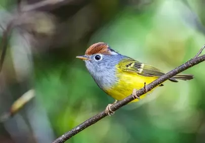 Vibrant Songbird: A Burst of Color in Nature