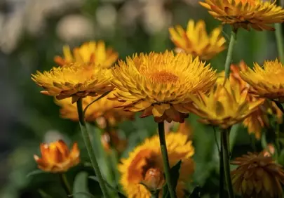 Vibrant Yellow Sunroses: A Close-Up of Summer's Golden Hues