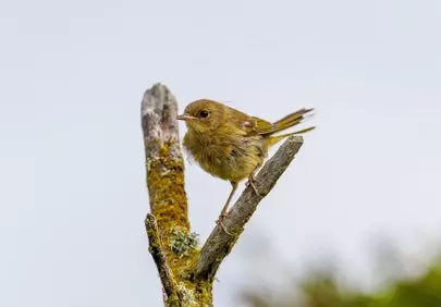 Charming Wild Bird Perched on Mossy Branch