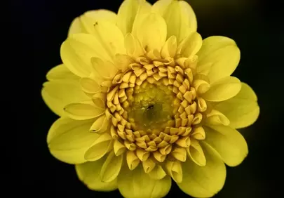 Vibrant Yellow Dahlia: A Summer Macro Masterpiece