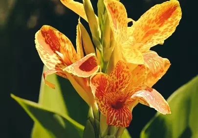 Vibrant Yellow Canna Lily: A Summer Garden Delight