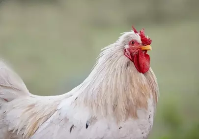 Majestic White Rooster: Farm Life Up Close