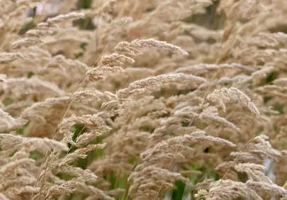 Serene Autumn Grasses: Whispers of Golden Tranquility