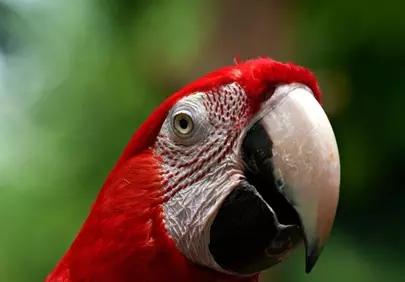 Vibrant Red Macaw Portrait: A Close-Up of Tropical Beauty