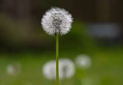 Delicate Dandelion: Nature's Fragile Beauty