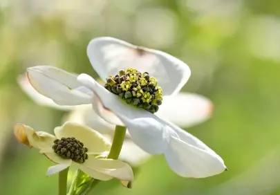 Stunning White Cornus Blooms in Sunny Garden Macro