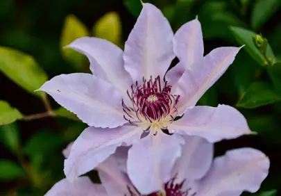 Stunning Lilac Clematis Blossom: A Spring Garden Gem