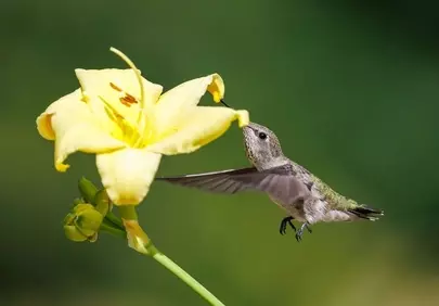 Vibrant Encounter: Hummingbird Sips Nectar from Golden Daylily