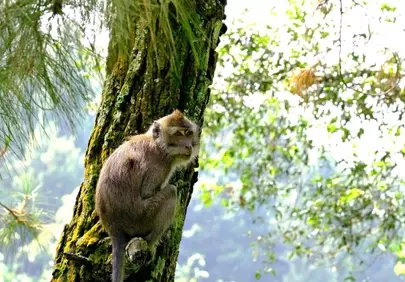 Enigmatic Primate: A Glimpse into Wild Forest Life