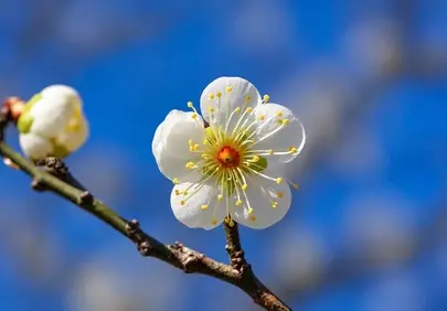 Stunning White Plum Blossom Against Azure Sky