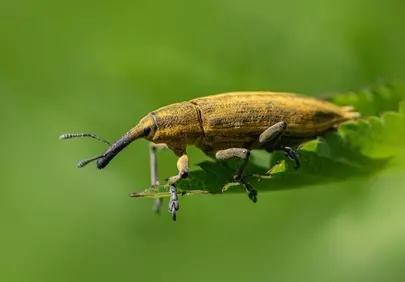 Stunning Macro: Yellow Weevil on Vibrant Green Leaf
