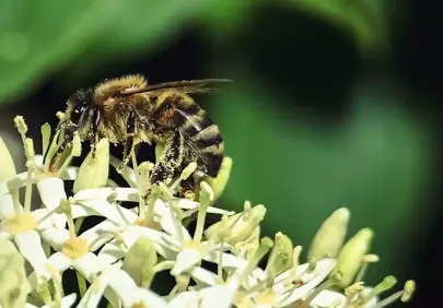 Vibrant Macro: Busy Bee Pollinating White Flowers