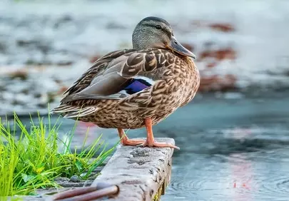 Serene Duck Rests Peacefully on Lake Pier