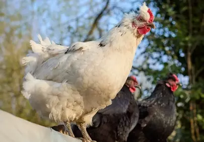 Vibrant Farm Life: Chickens Bask in Golden Sunlight