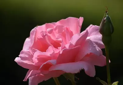 Vibrant Pink Rose Bloom: Summer Garden Beauty