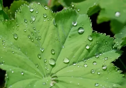Vibrant Dewdrops Adorn a Fresh Green Alchemilla Leaf