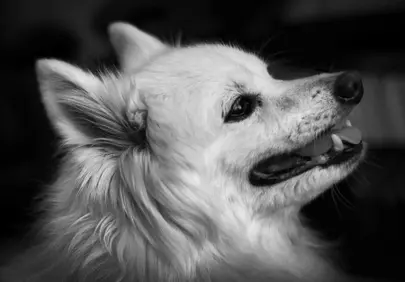 Joyful Fluffy Dog: A Captivating Black and White Portrait