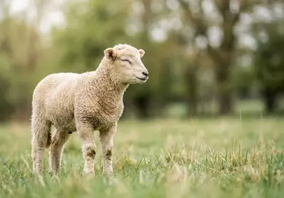 Charming Little Lamb in a Serene Spring Pasture