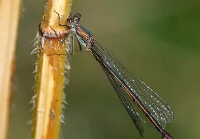 Vibrant Damselfly Macro: Nature's Jewel on Plant Stems