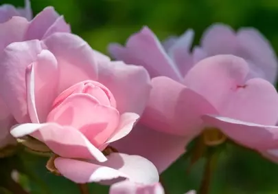Stunning Pink Rose Bud Blooming in Sunlight