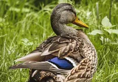 Vibrant Mallard Duck Amidst Lush Summer Greens