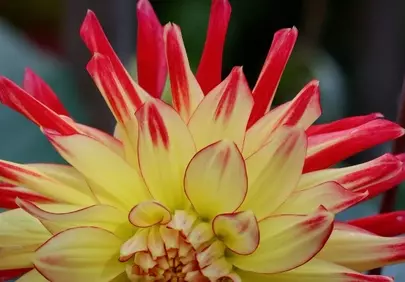 Vibrant Bicolor Dahlia: A Macro Symphony of Yellow and Red Petals